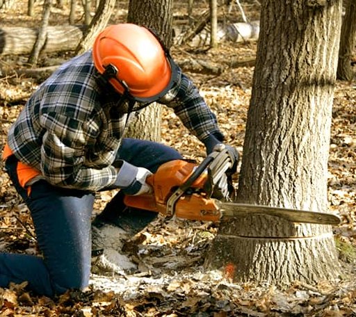 Tree Removal in Loretto, MI